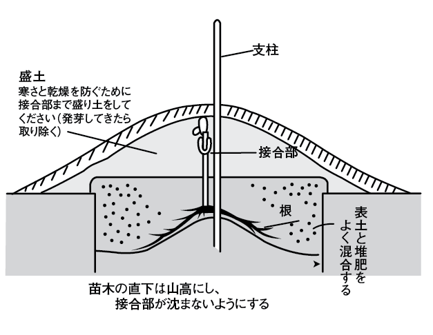 定植法